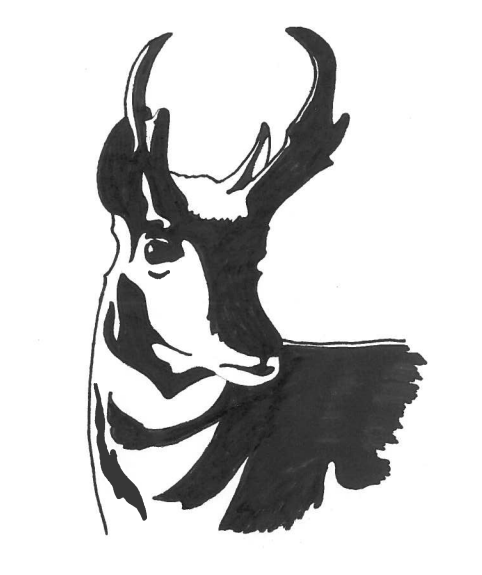 Pronghorn sketch