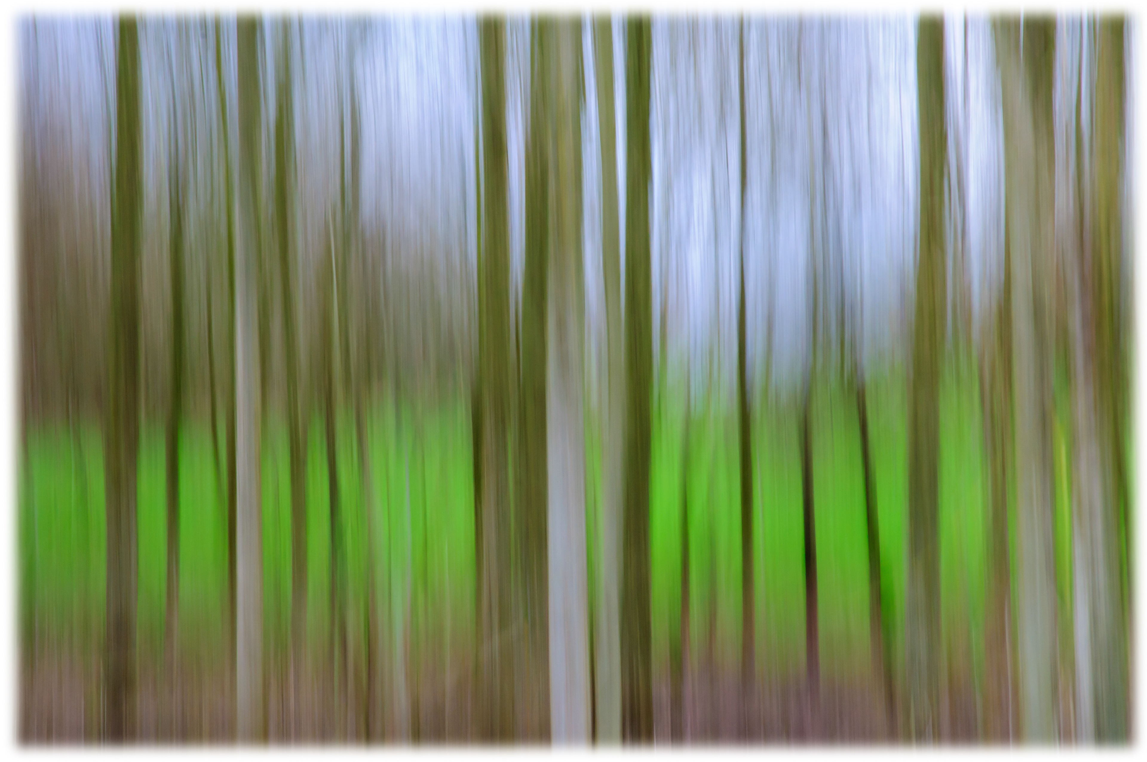 trees