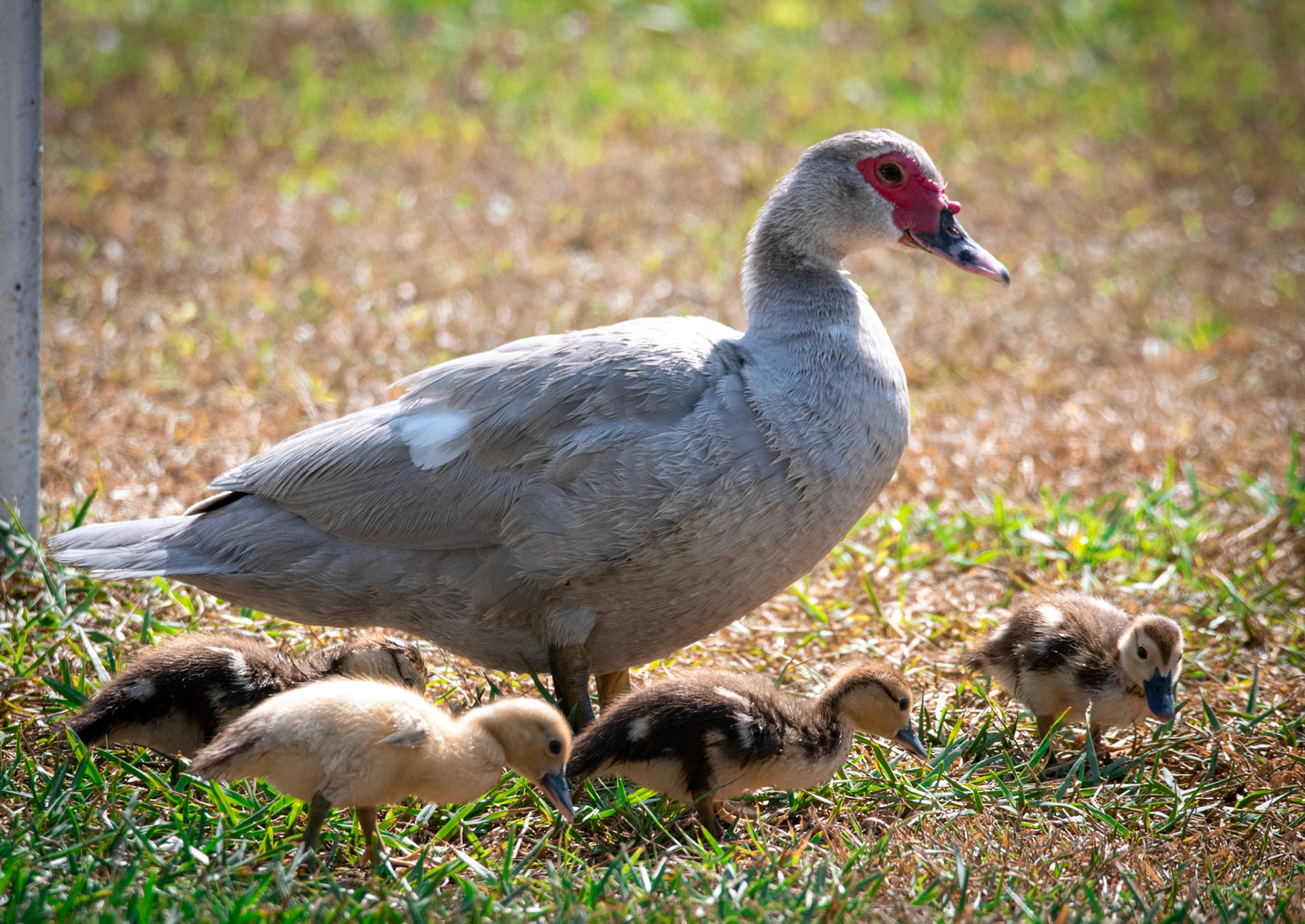 Muscovy Duck