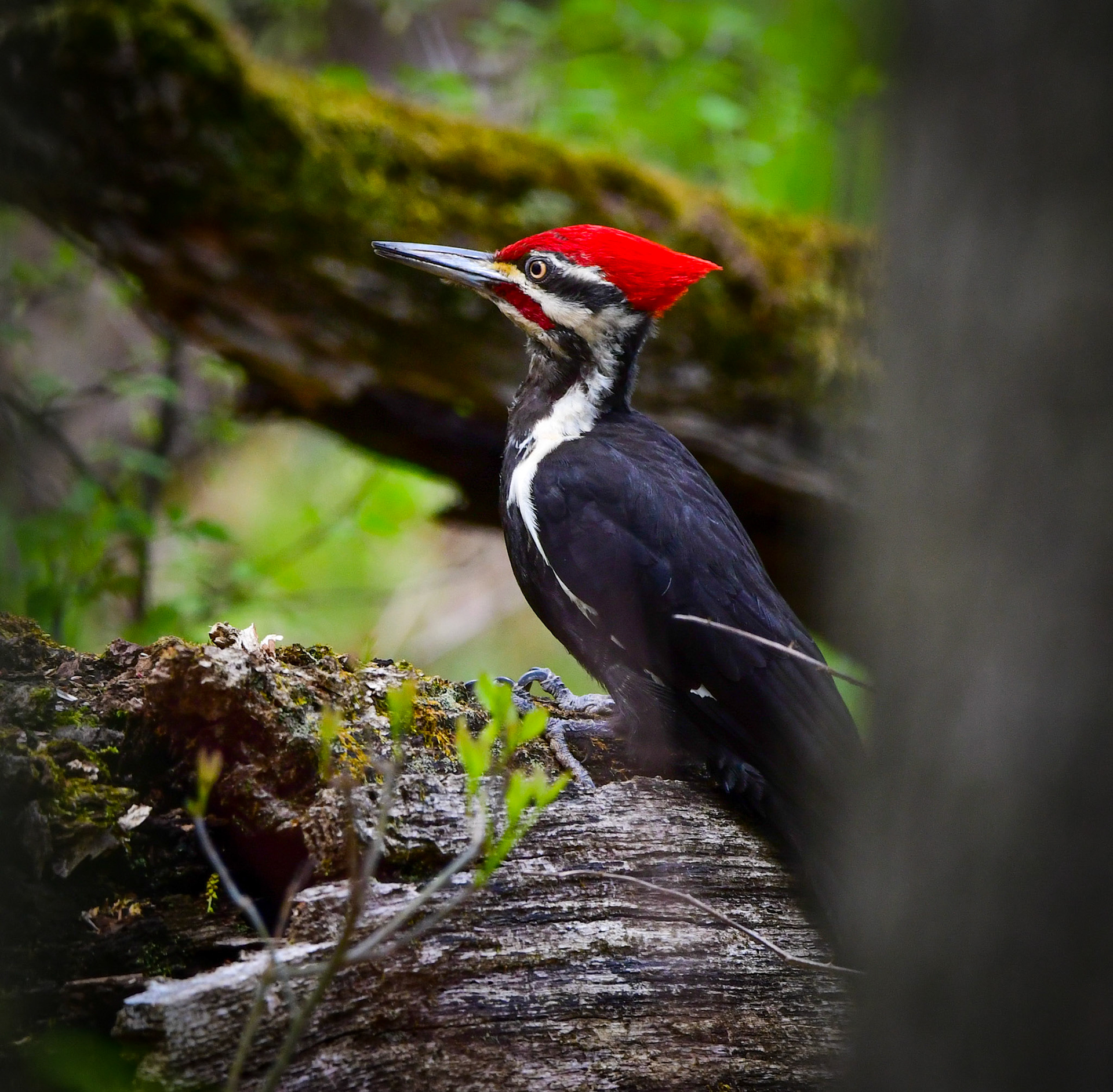 Pileated Woodpecker