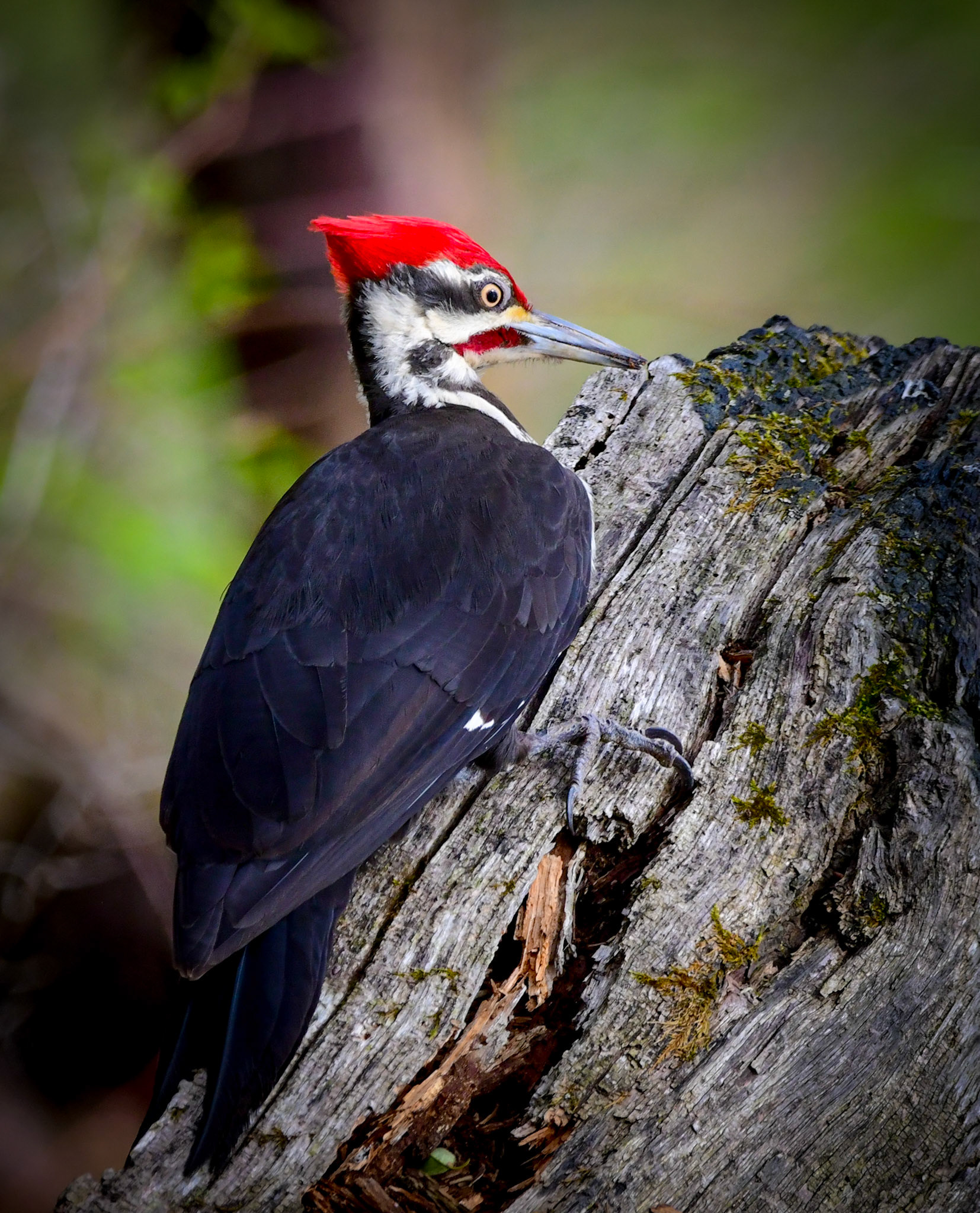 Pileated Woodpecker