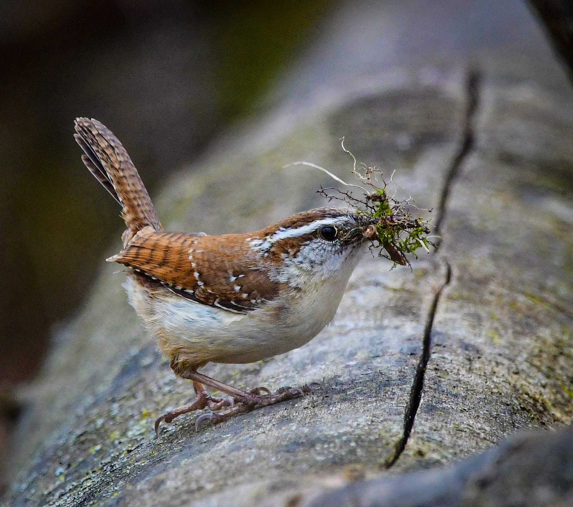 Bewick's Wren