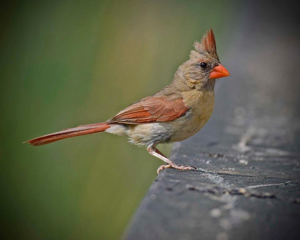 Female Cardinal