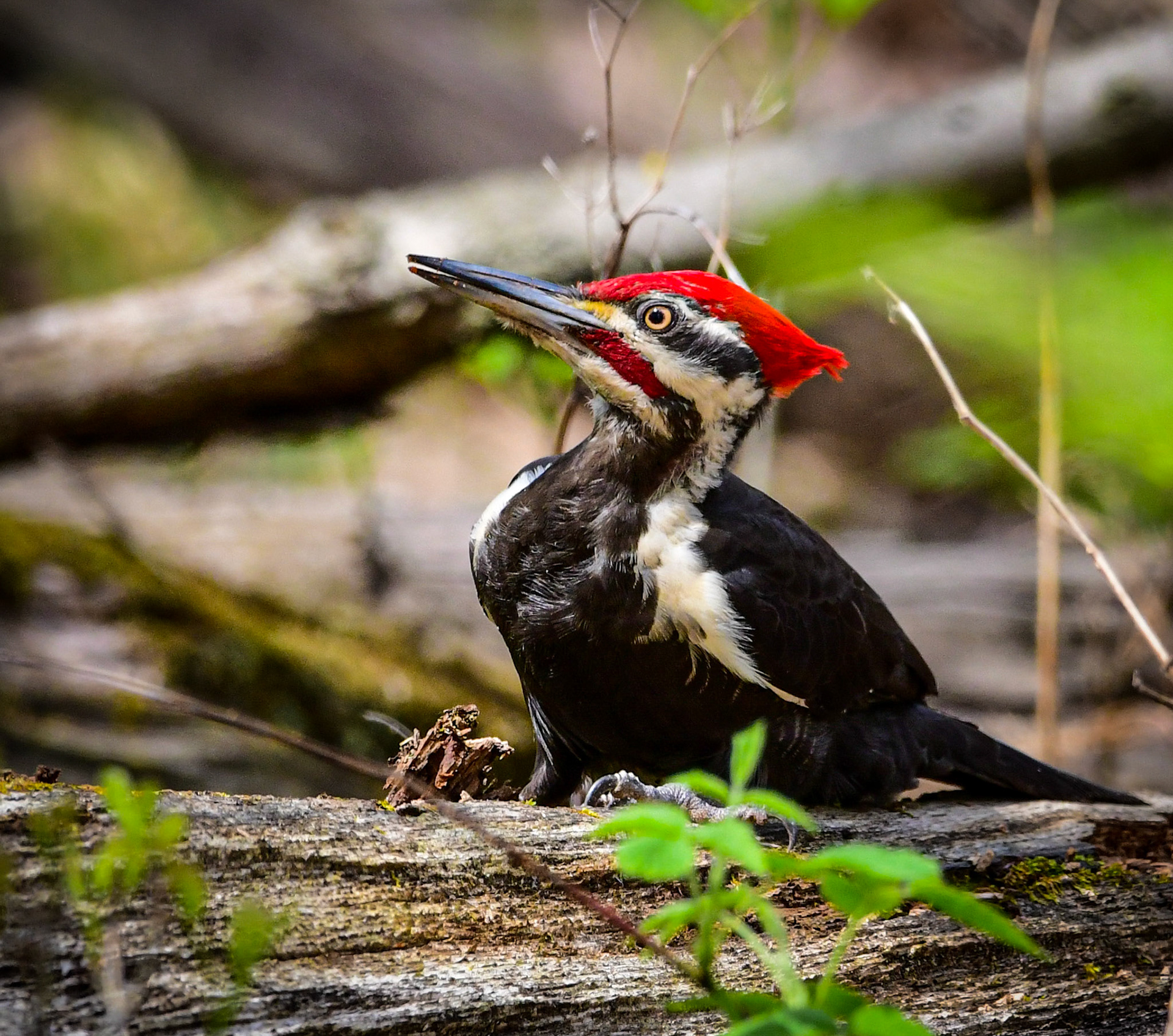 Pileated Woodpecker