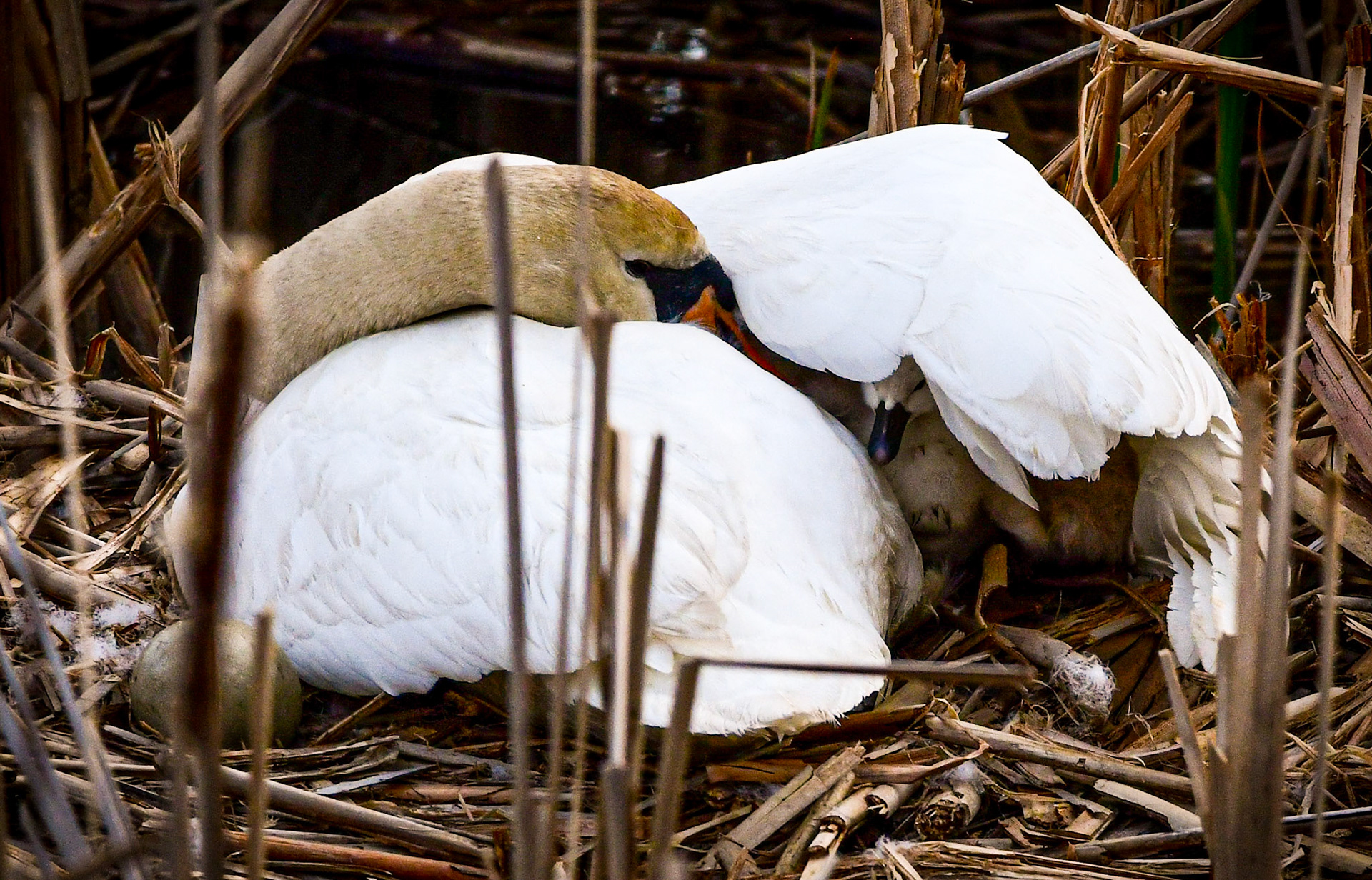 Swan (F)