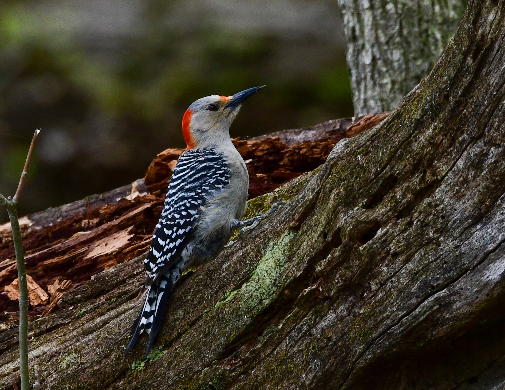 Red Bellied Woodpecker