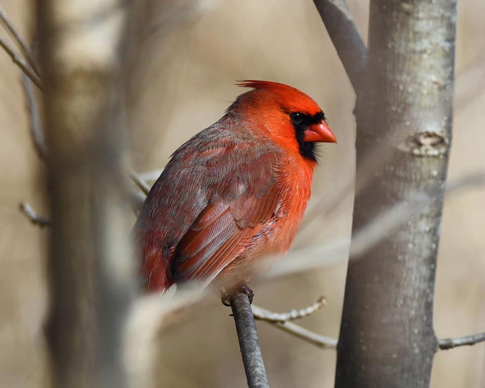 Male Cardinal