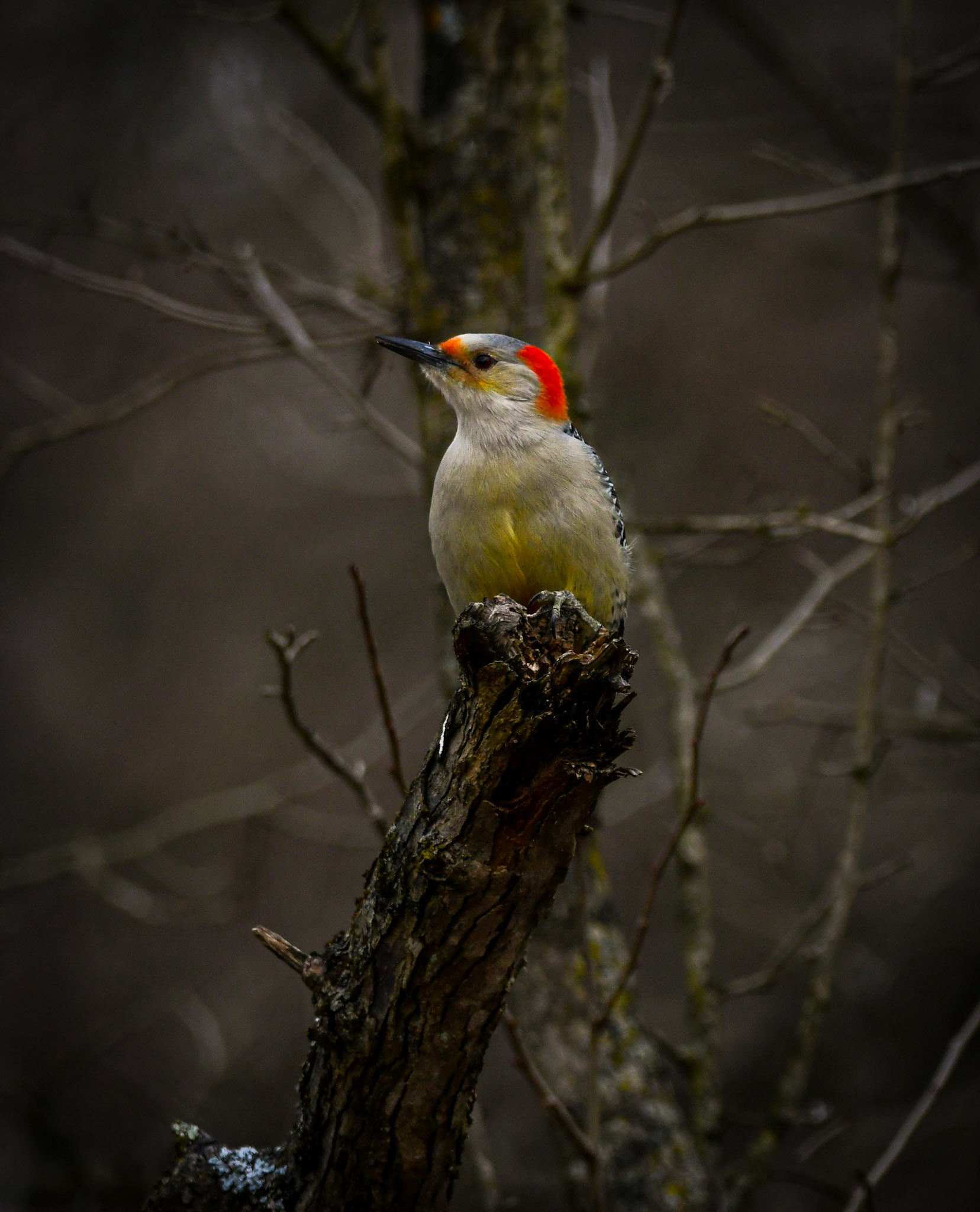 Red Bellied Woodpecker