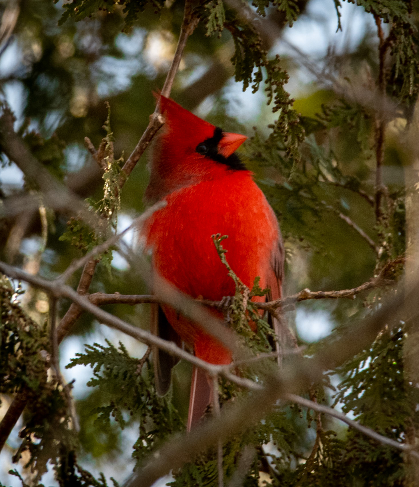 Male Cardinal