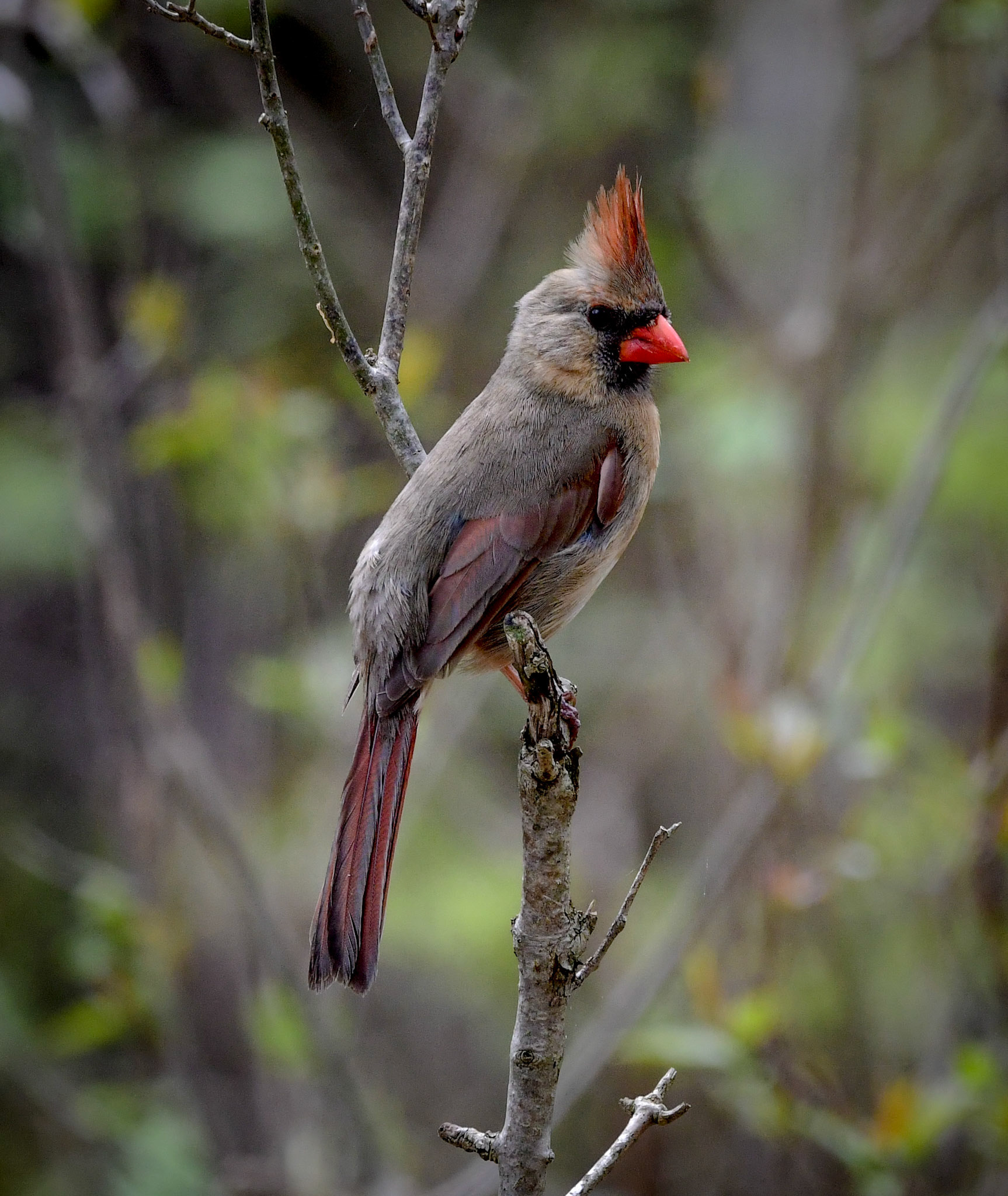 Female Cardinal