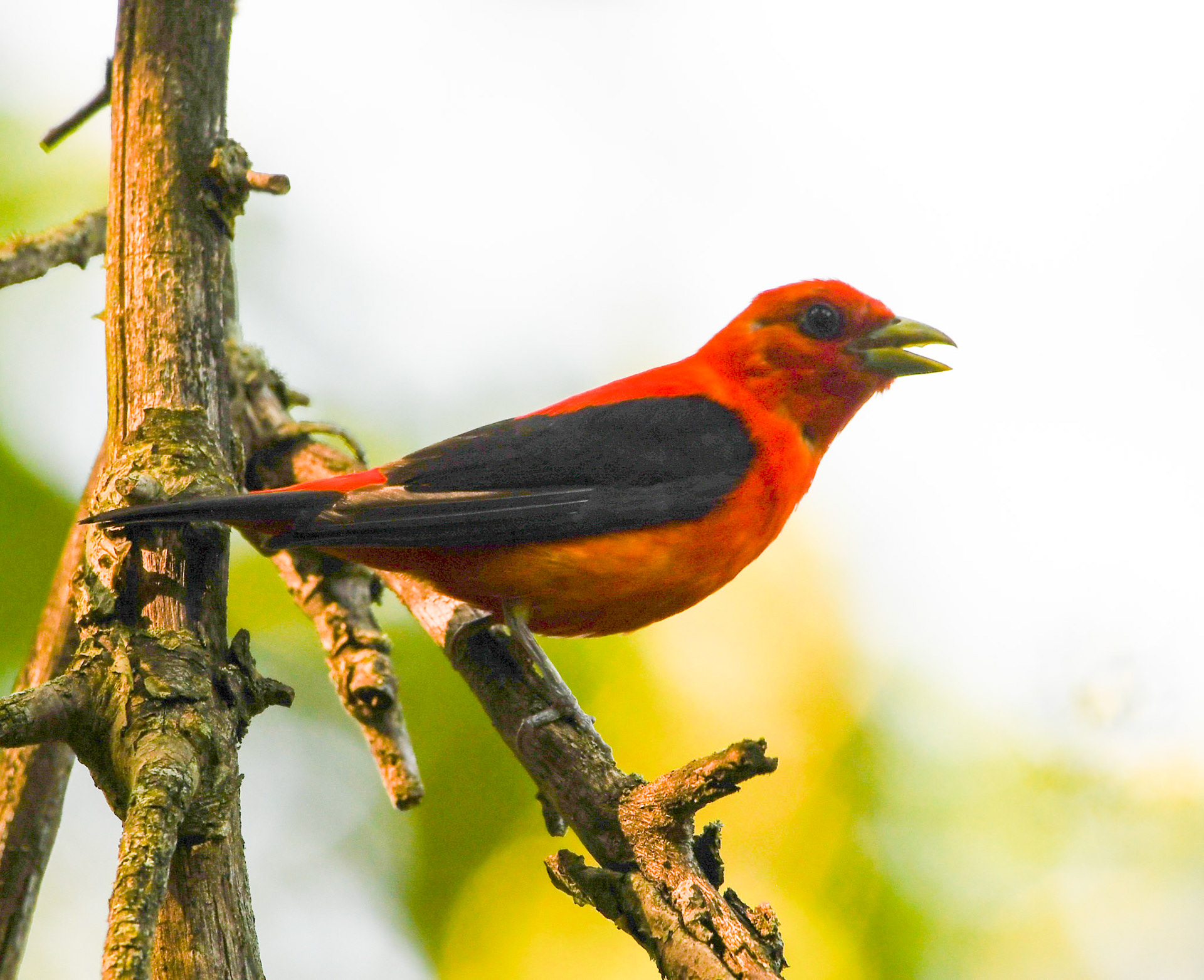 Scarlett Tanager