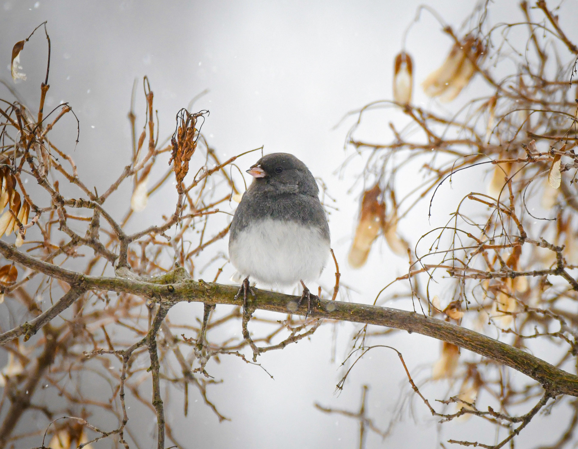 Dark Eyed Junco