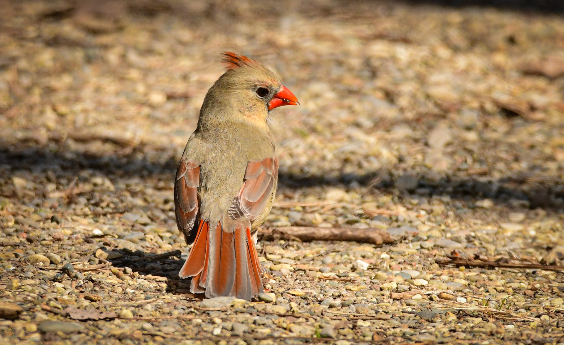 Female Cardinal