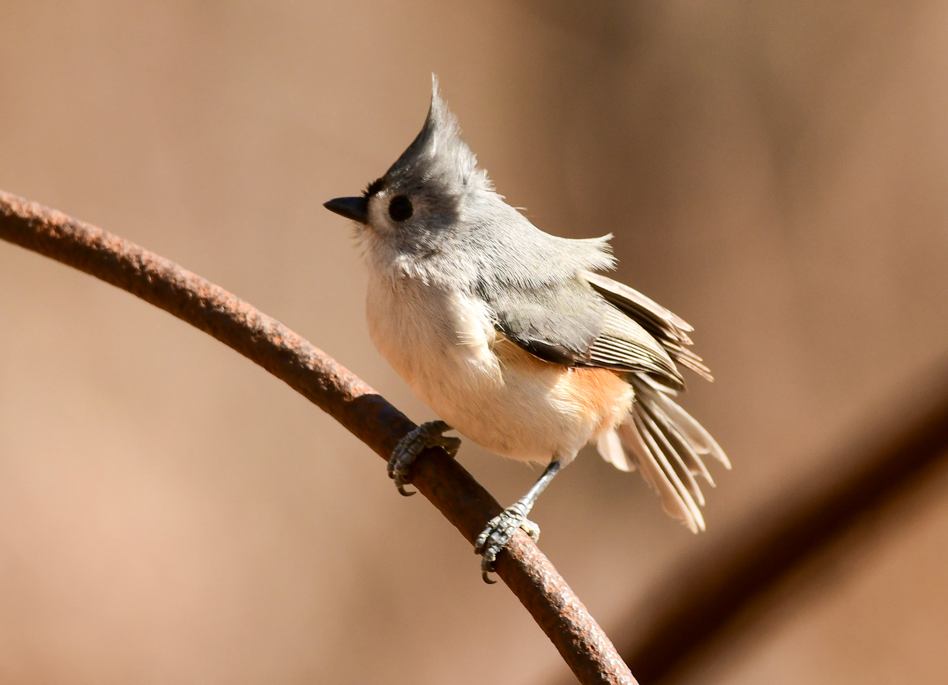 Tufted Titmouse