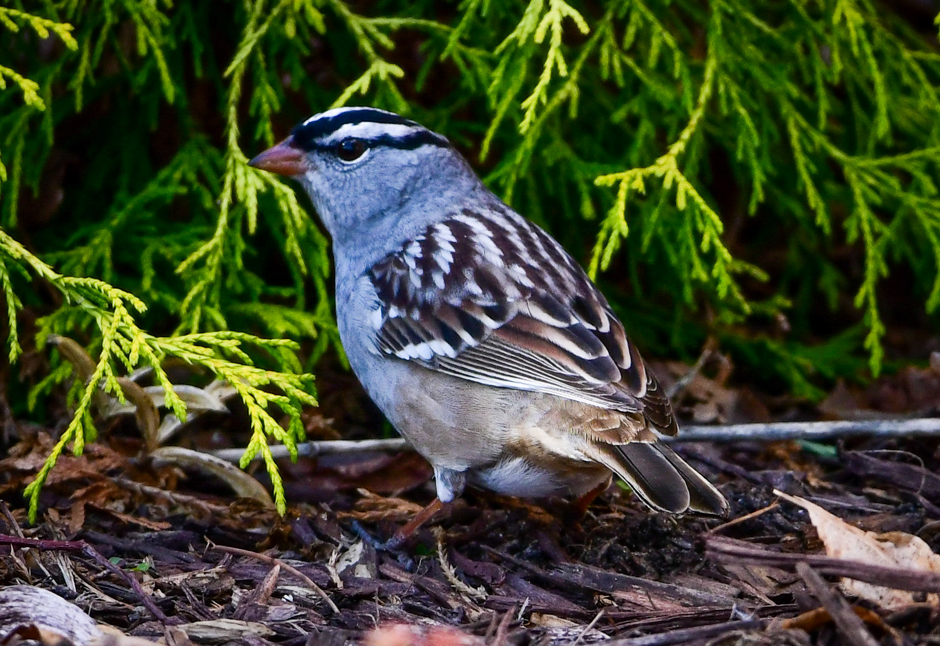 White Crowned Sparrow