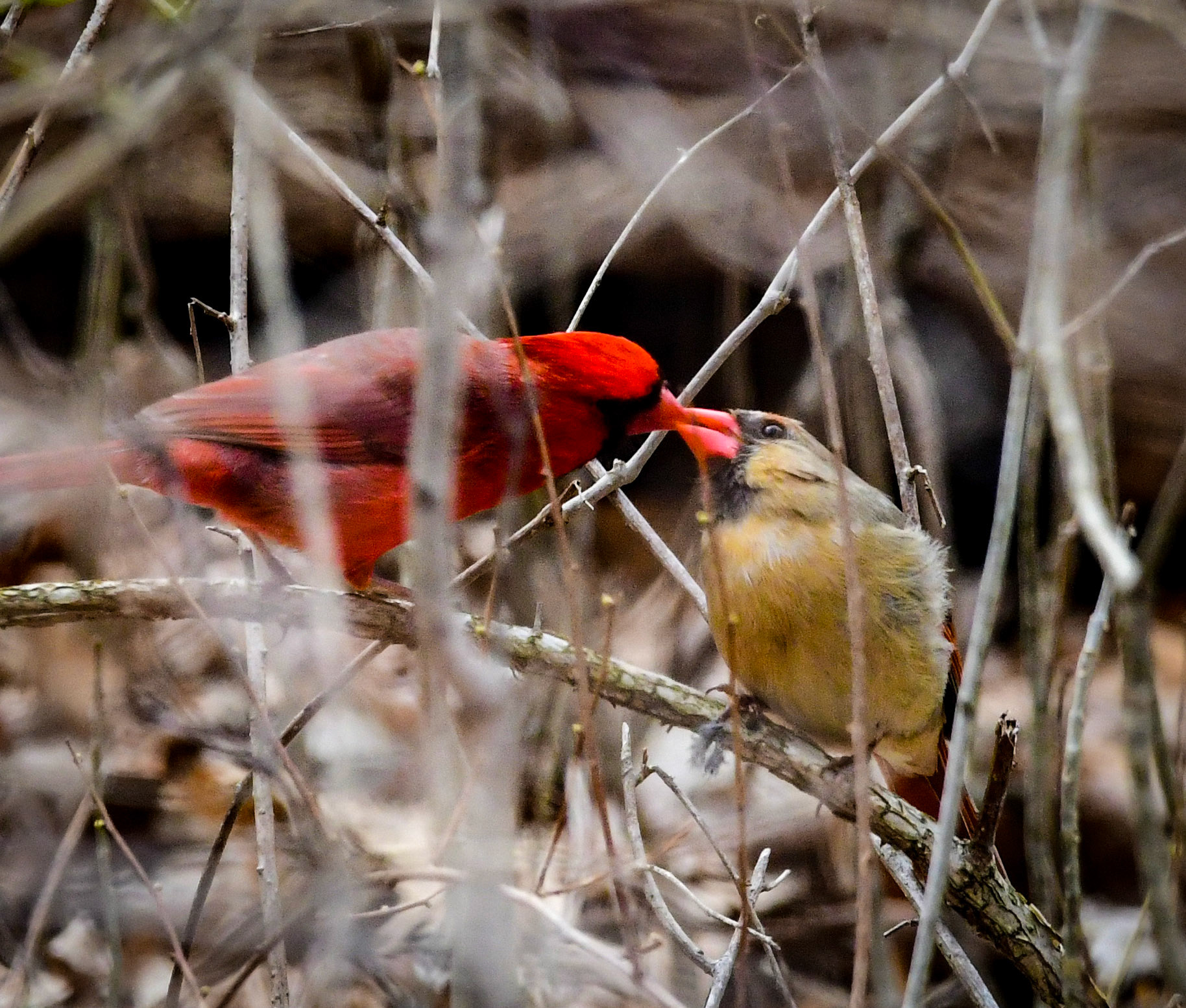 Male and Female Cardinal