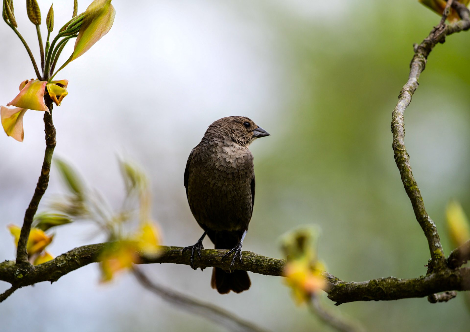 Cowbird