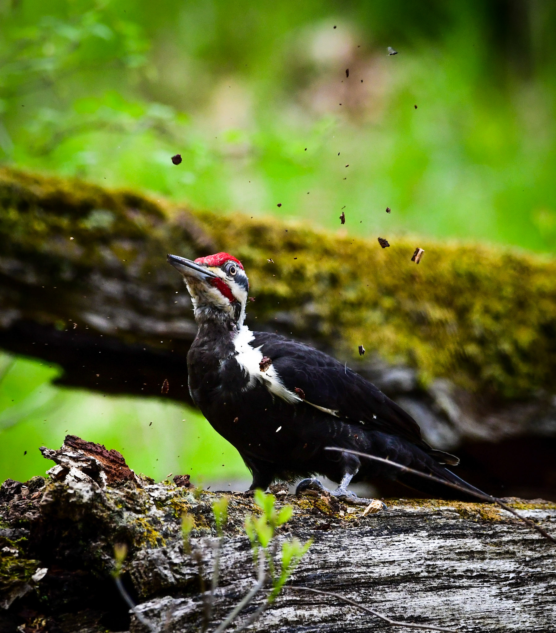 Pileated Woodpecker