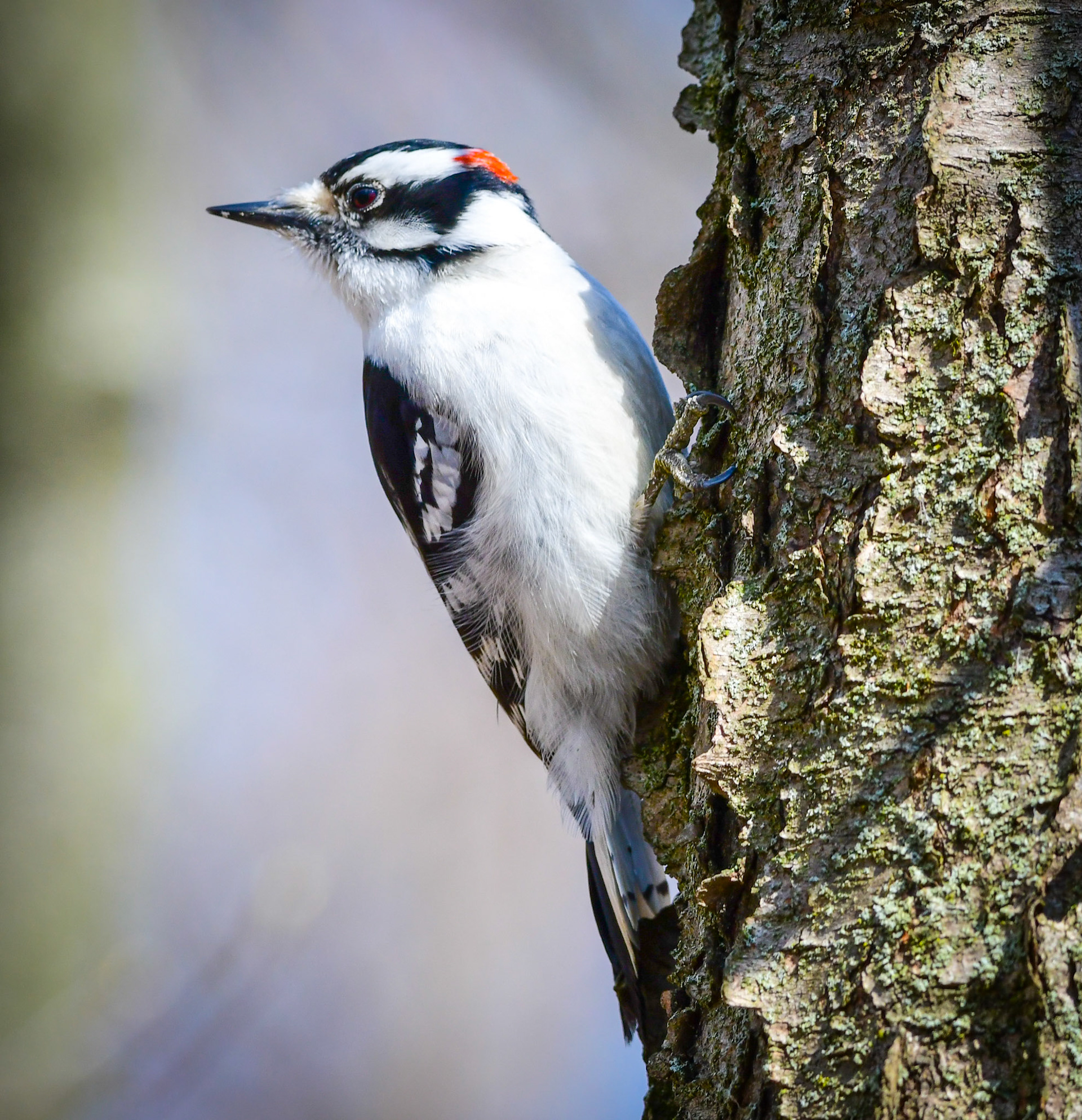 Hairy Woodpecker