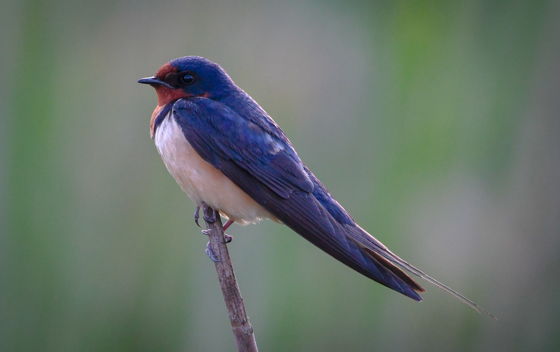 Barn Swallow