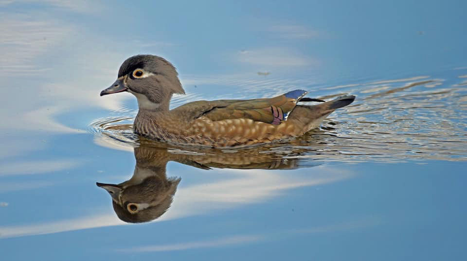 Wood Duck (F)