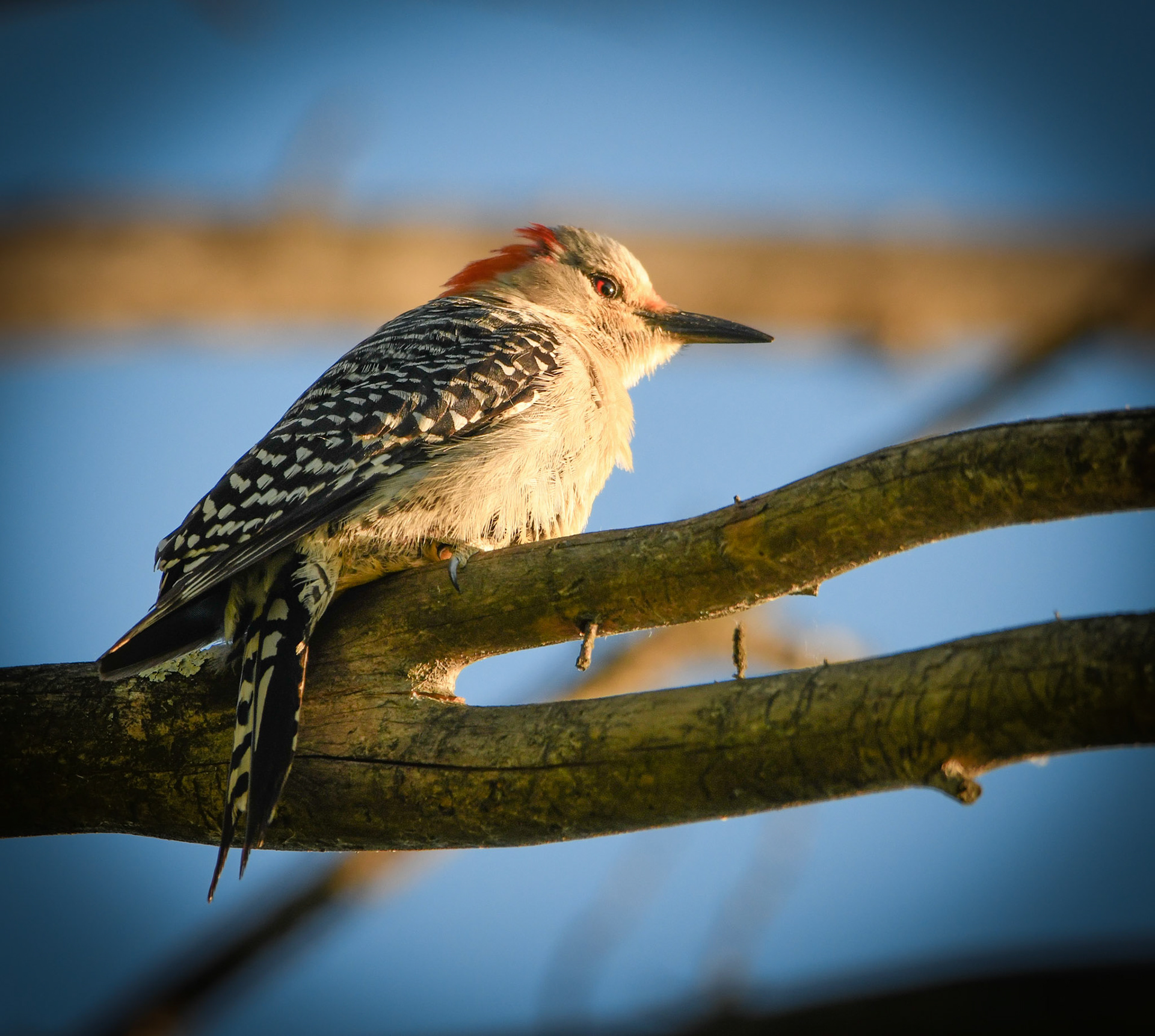 Red Bellied Woodpecker