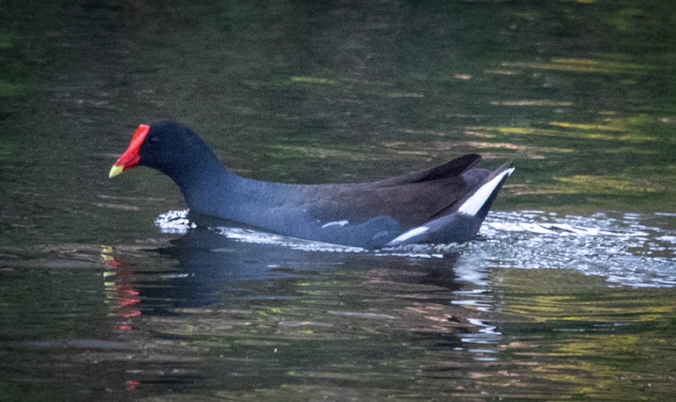 Moorhen