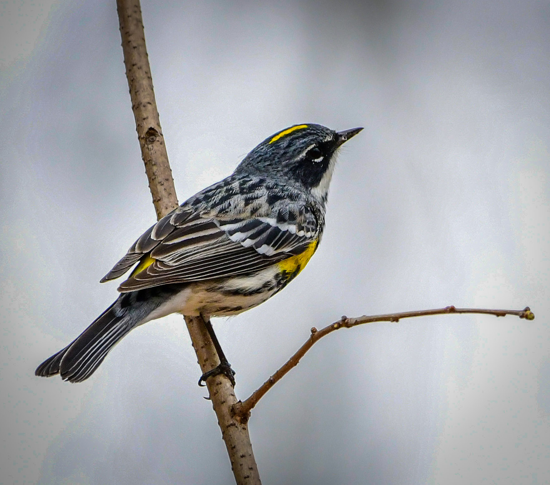 Kirtland's Warbler