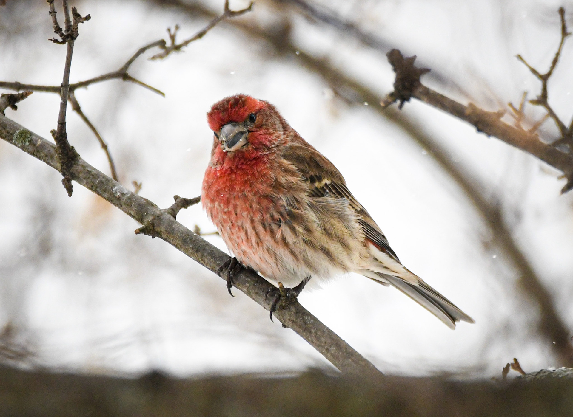 House finch