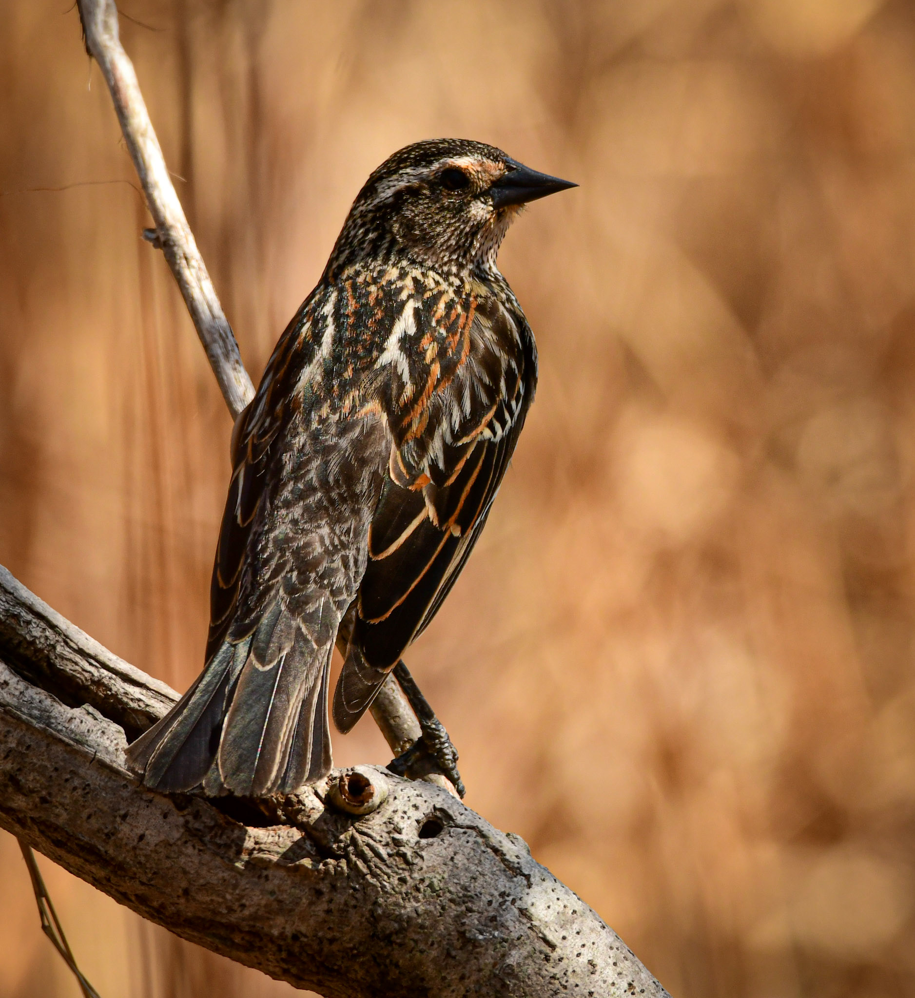 Red Winged Blackbird (F)