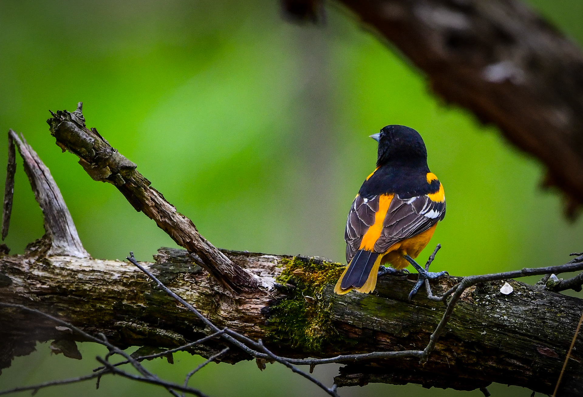 Baltimore Oriole (M)