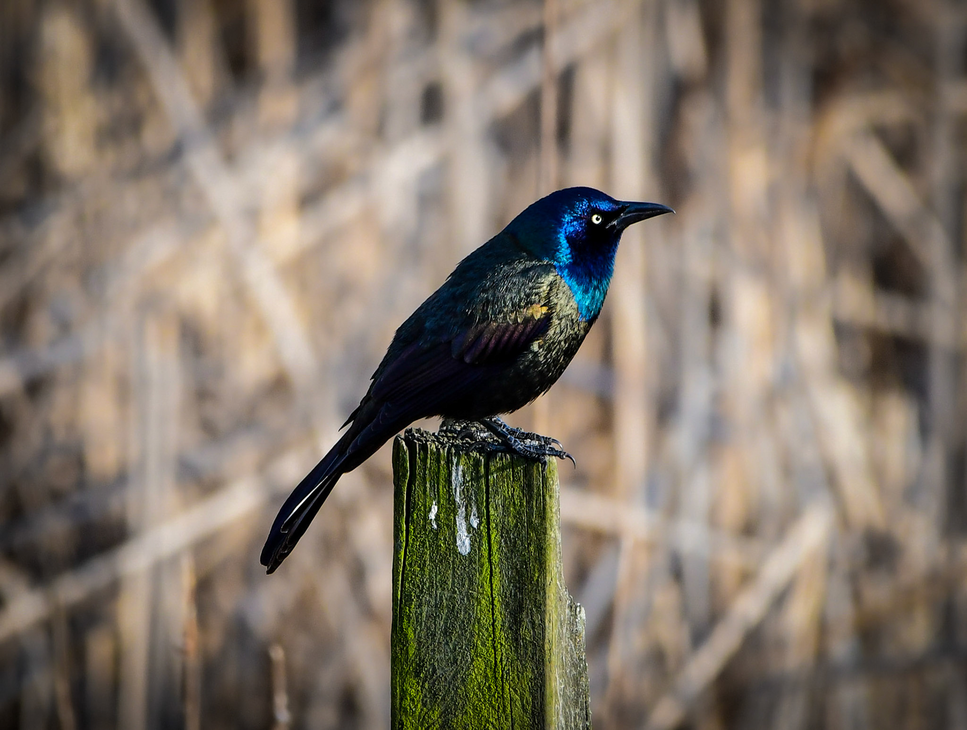 Common Grackle