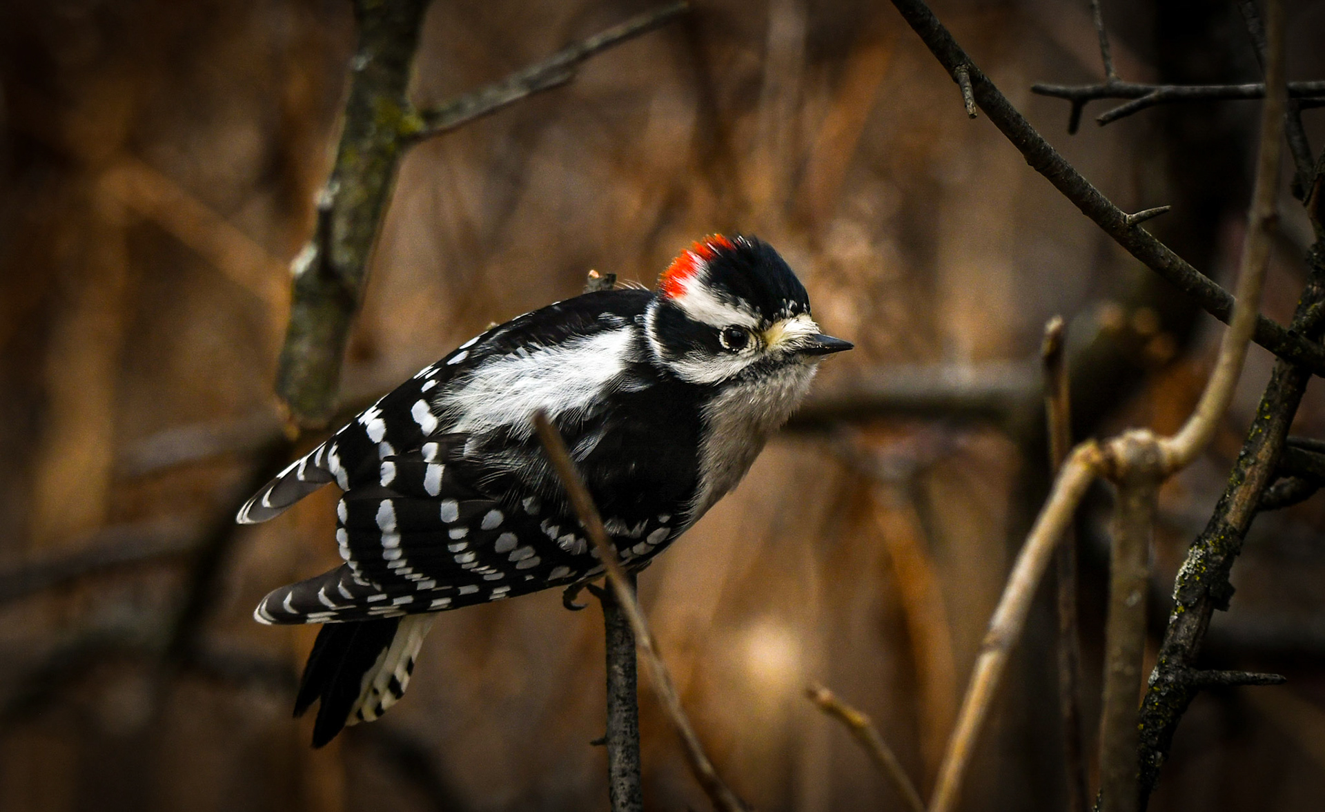 Downy Woodpecker