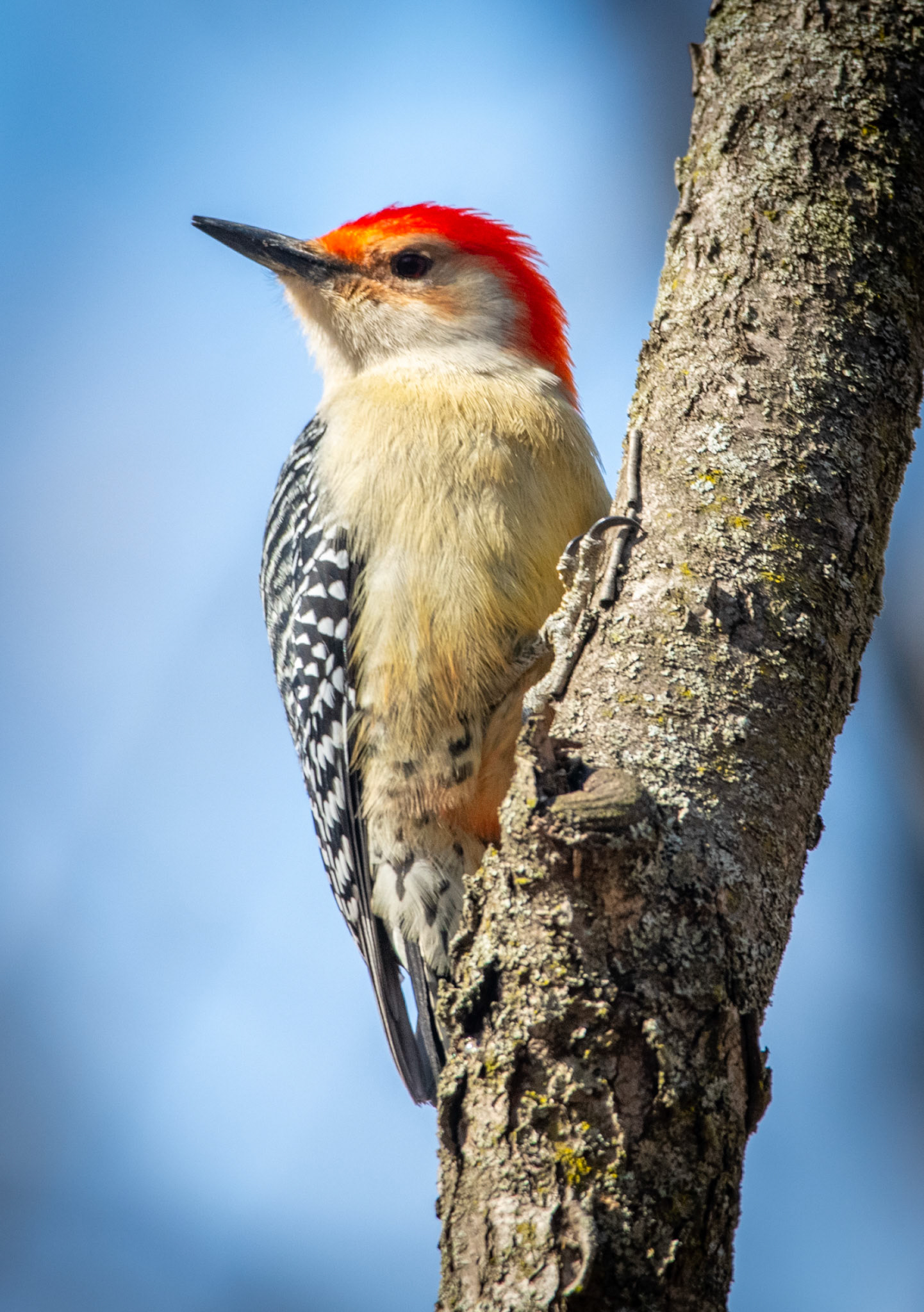 Red Bellied Woodpecker