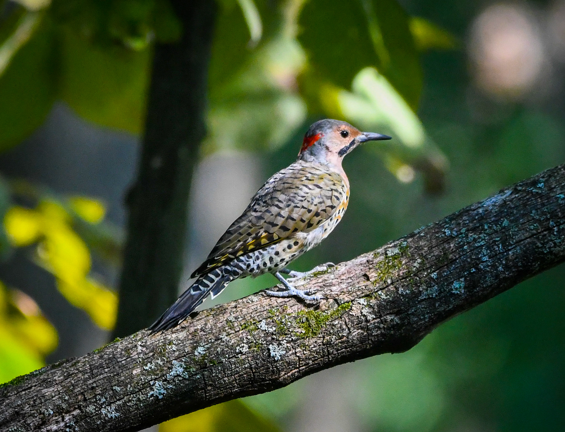Northern Flicker