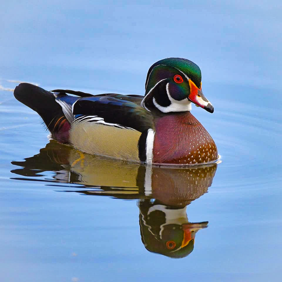 Wood Duck (M)