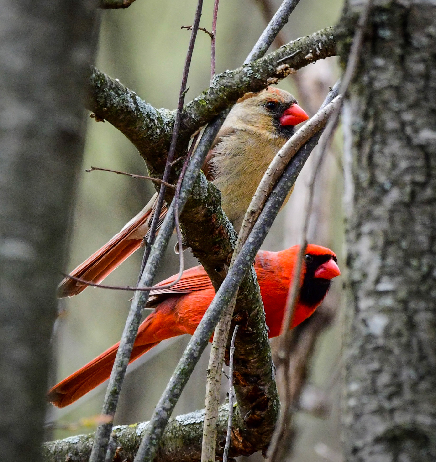 Male and Female Cardinal