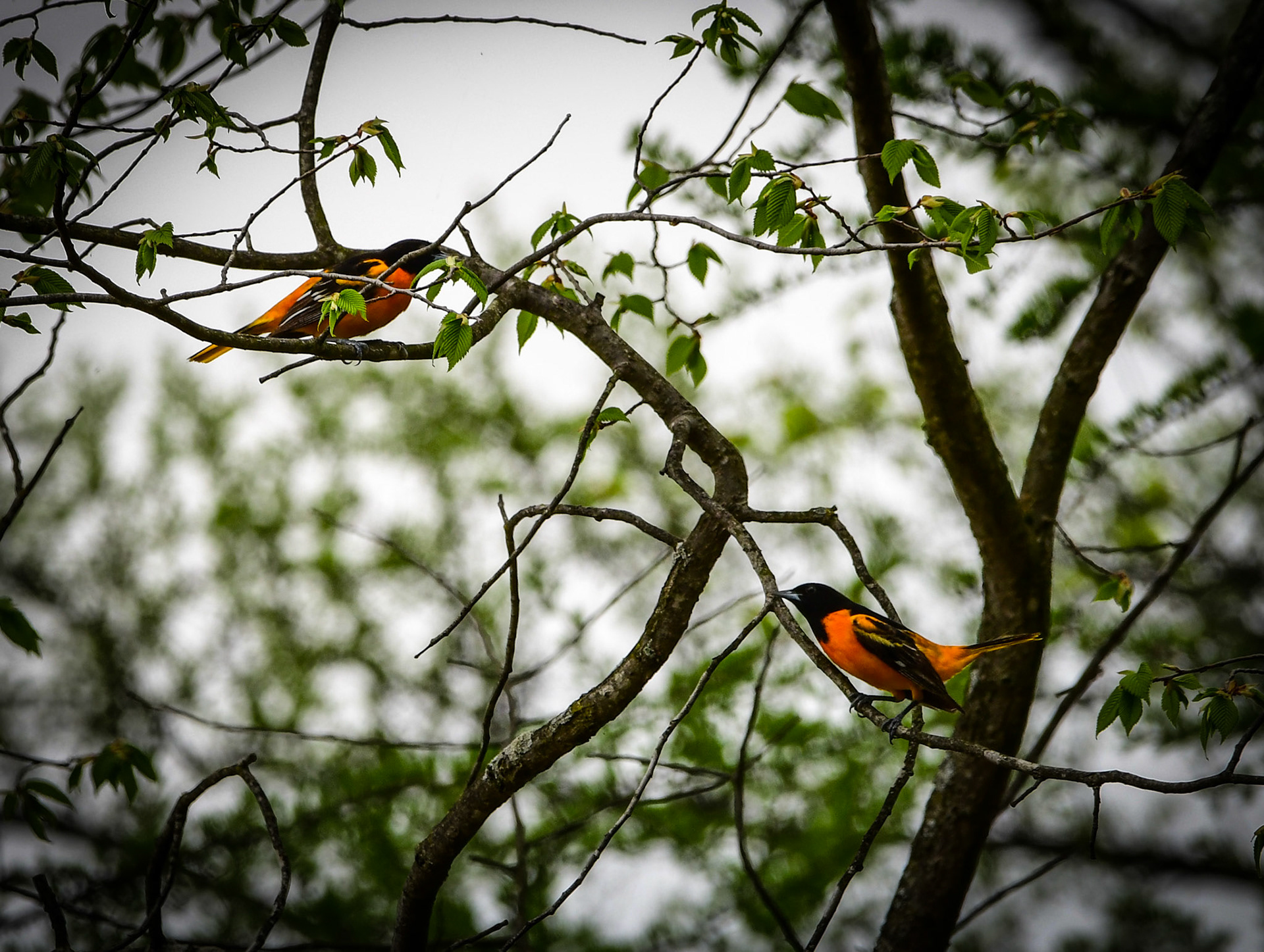 Baltimore Orioles (M)