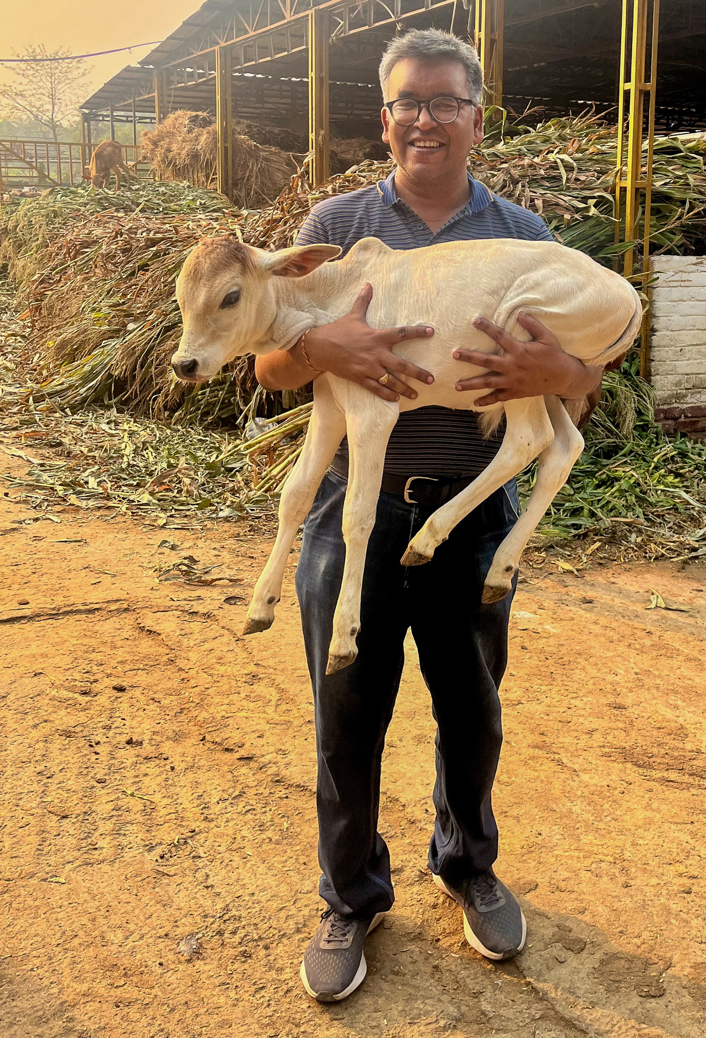Happy calf in my lap