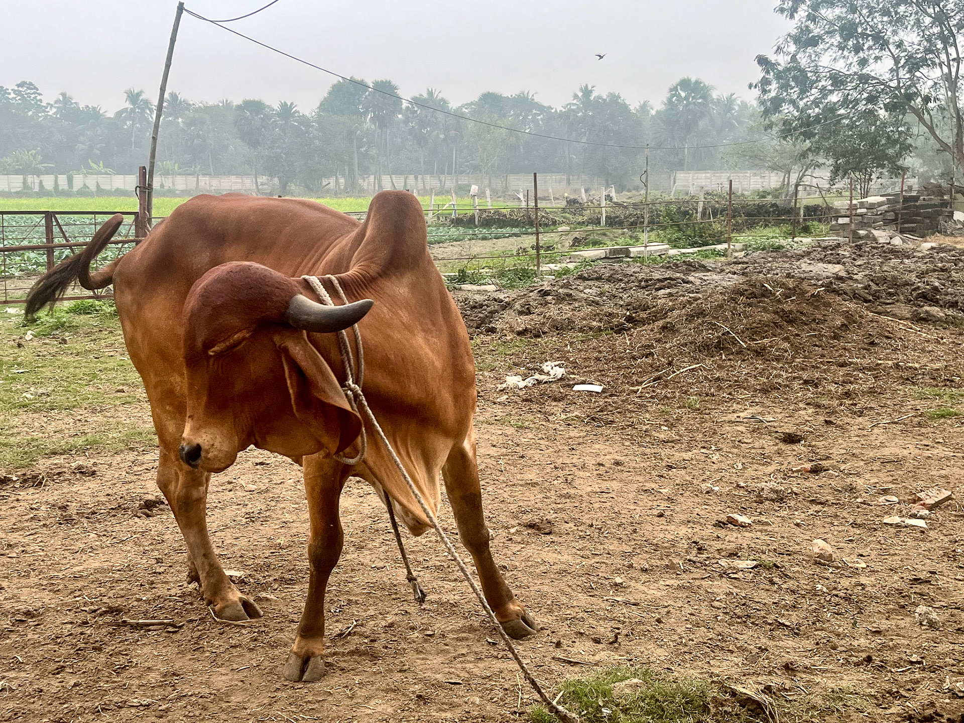 Gir Cow @ Swami Narayan Temple - Kolkata