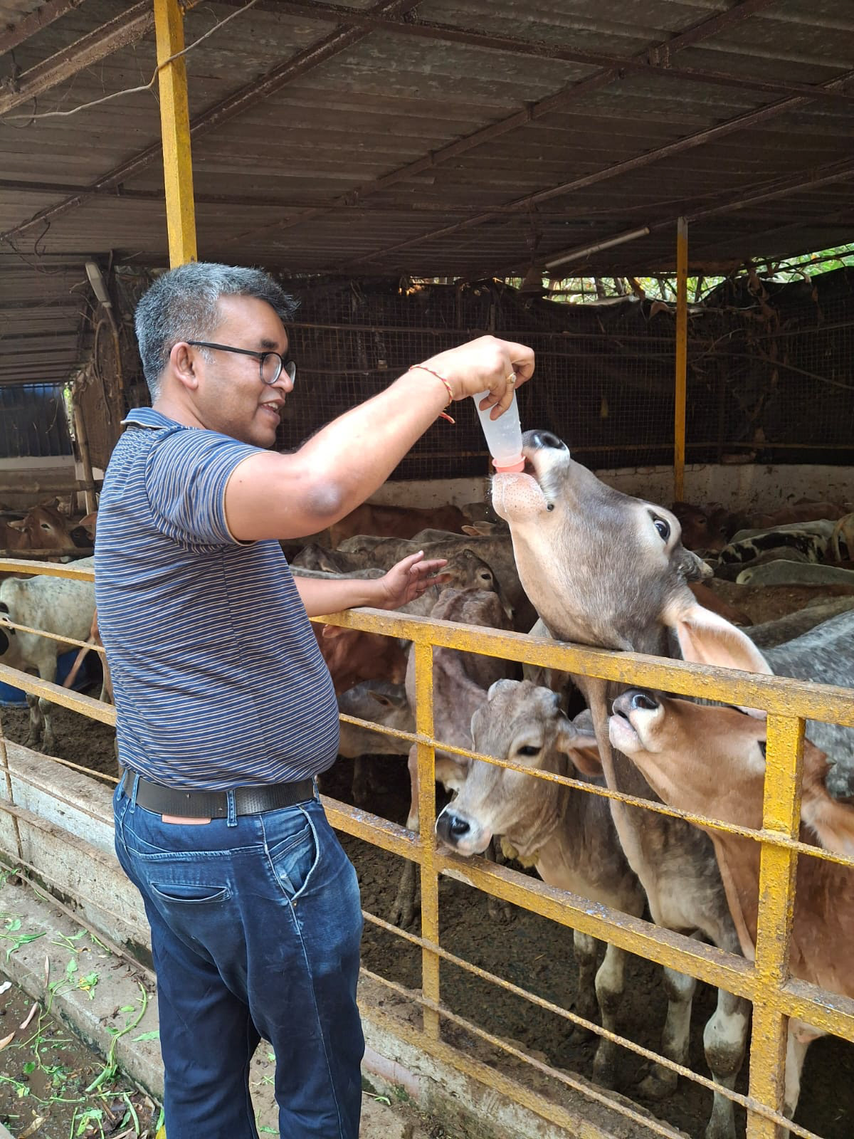 Feeding Milk using baby bottles