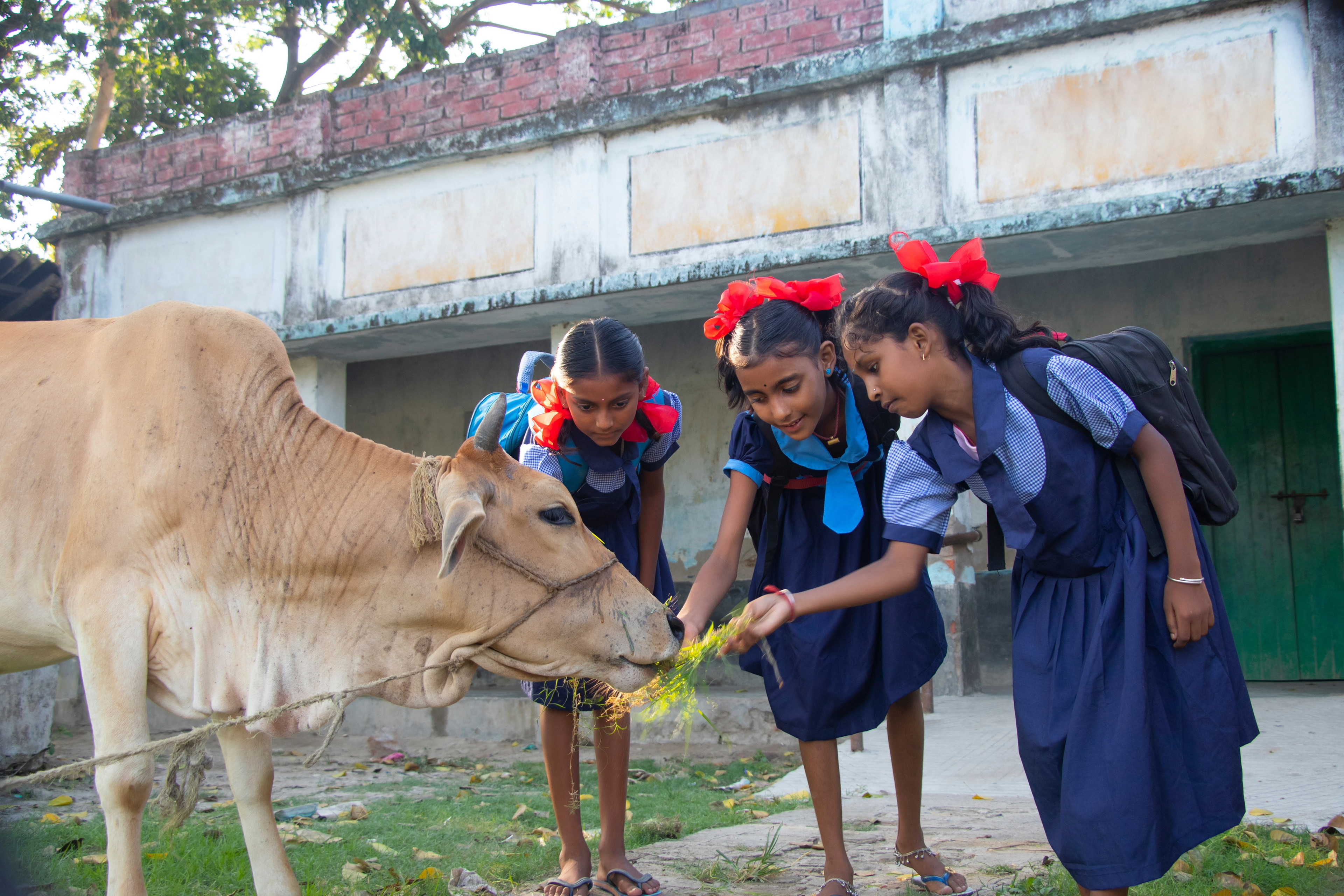 Empathy development - Students feeding cows 