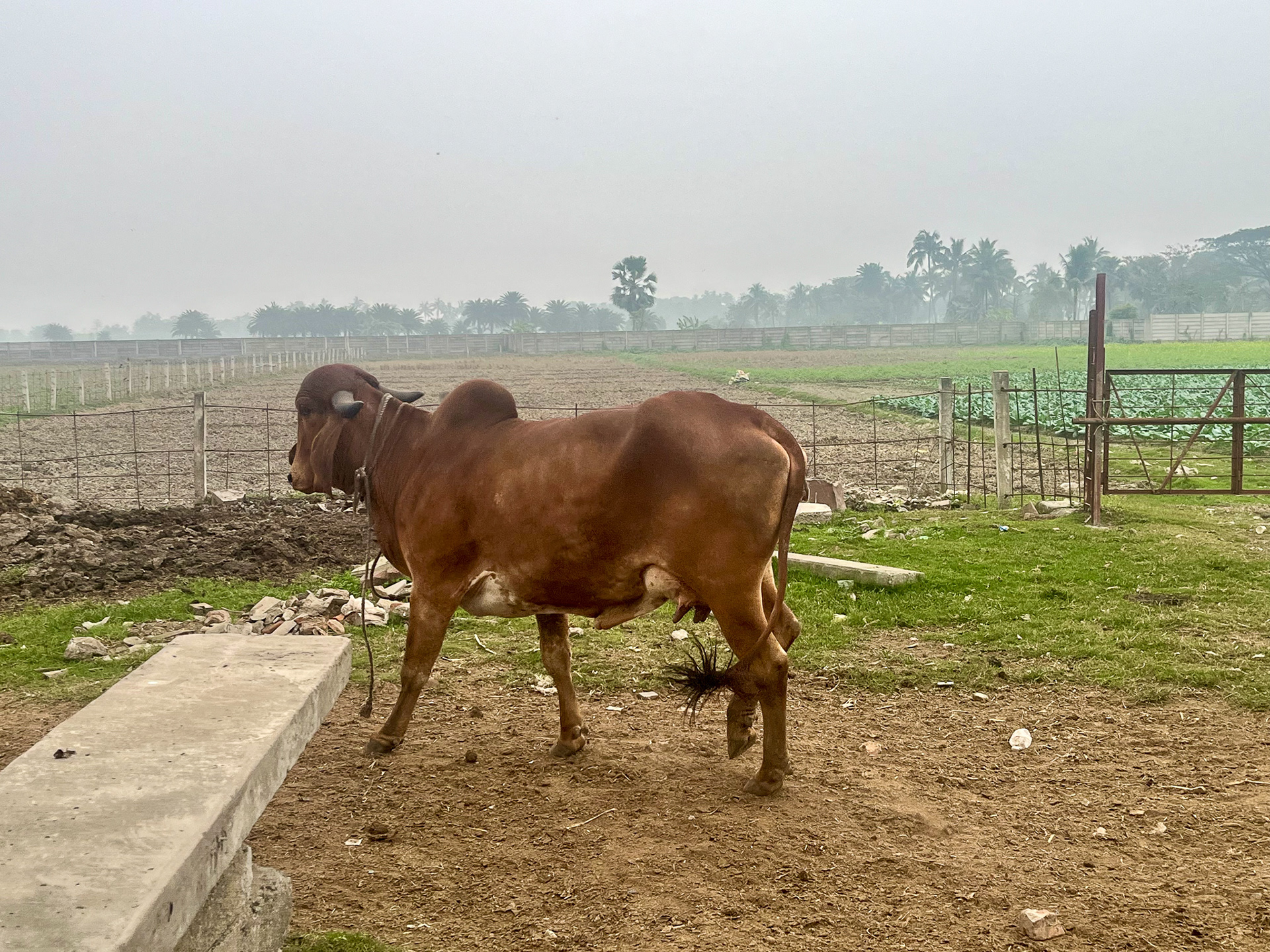 The Majestic Gir Cow