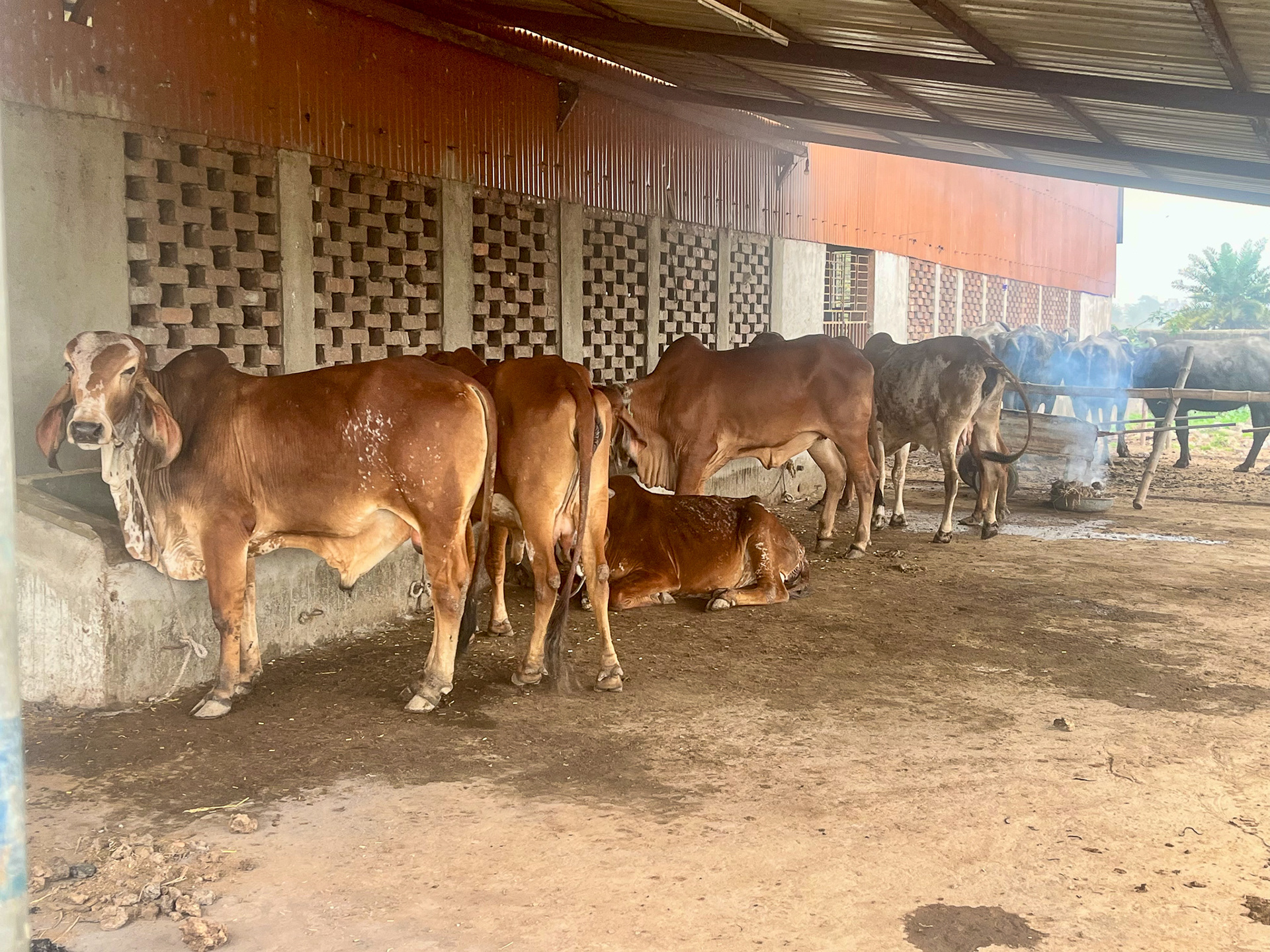 Indian Breed of Cows at Swaminarayan Temple Kolkata