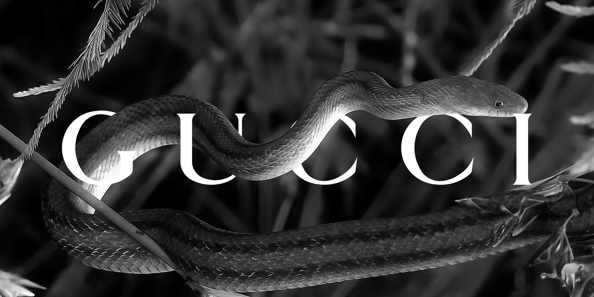 Gucci and the Snake | 2:1 | prijs op aanvraag | Oplage 1//30