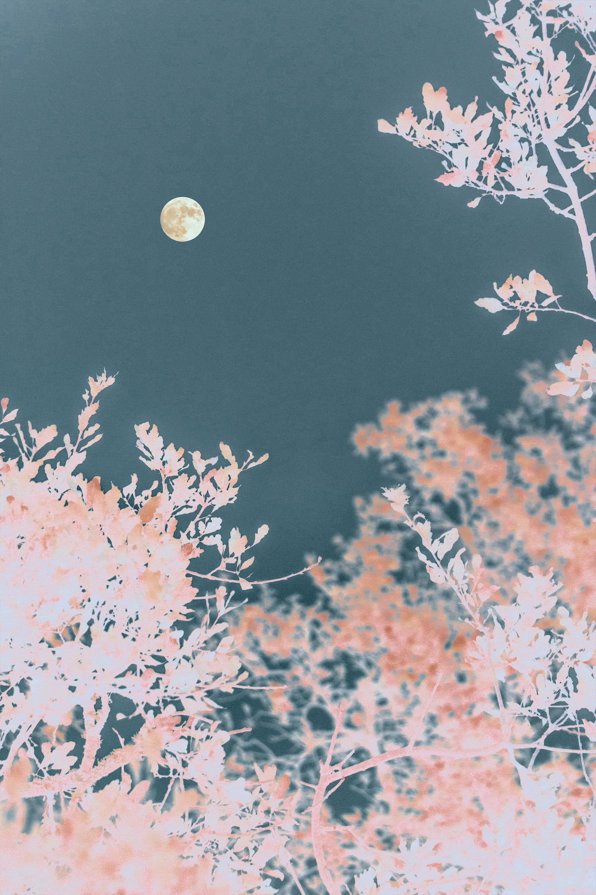The Power Of The Moon | 3:2 | €75 - €650 | Oplage 7//30