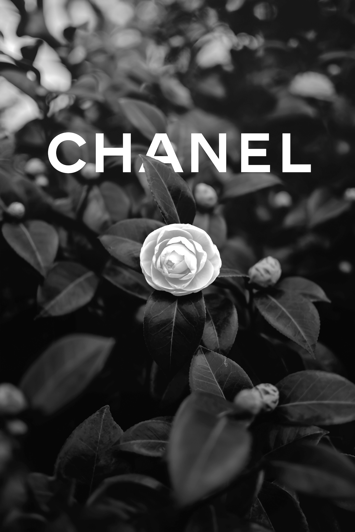 CHANEL and the Camellia | 3:2 | €75 - €650 | Oplage 1//30