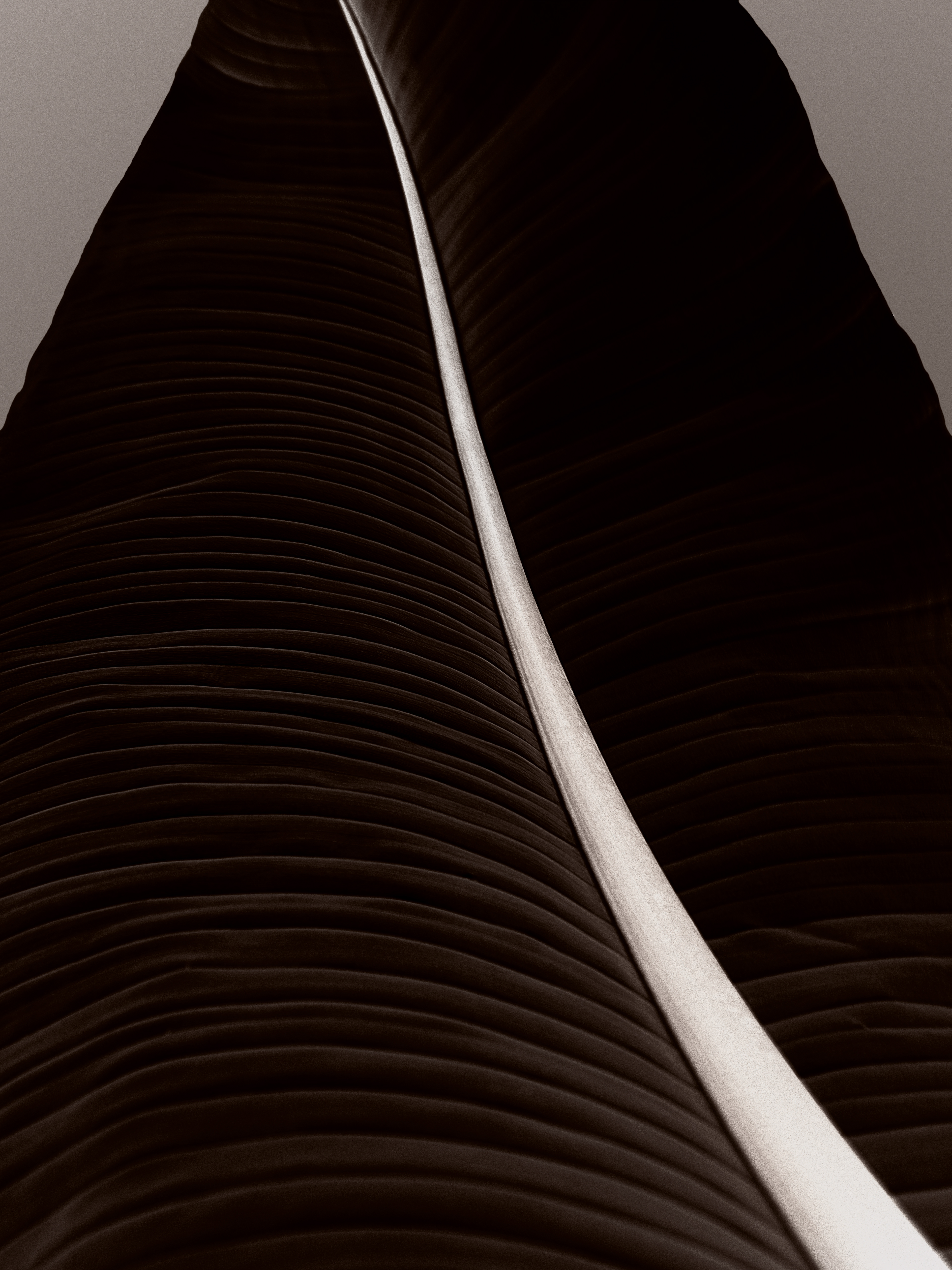 Vein | 4:3 | €95 - €720 | Oplage 1//30