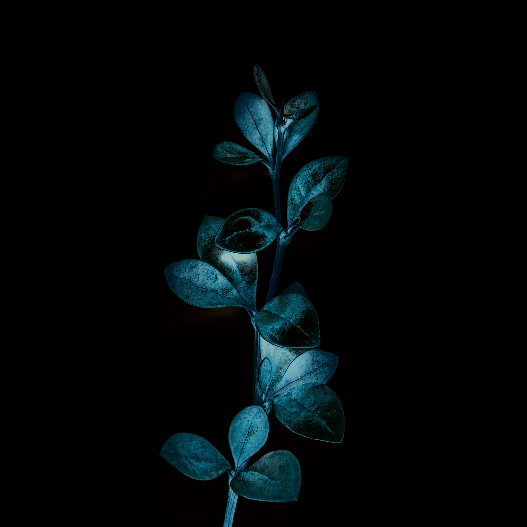 Peace Branche | 1:1 | prijs op aanvraag | Oplage 4//30