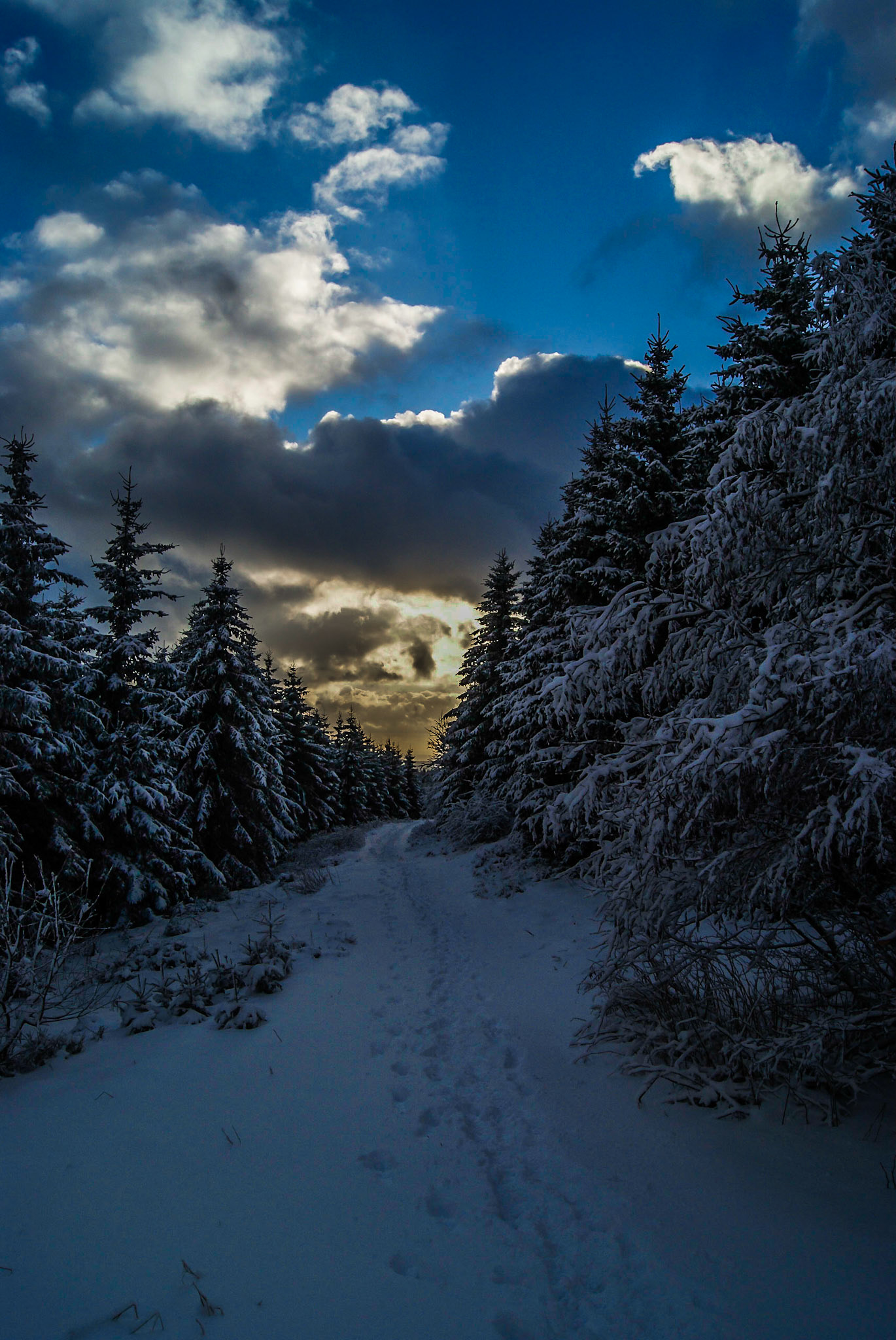Wanderung durch den Winterwald